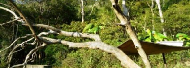 Papagaios domesticados voltam à natureza