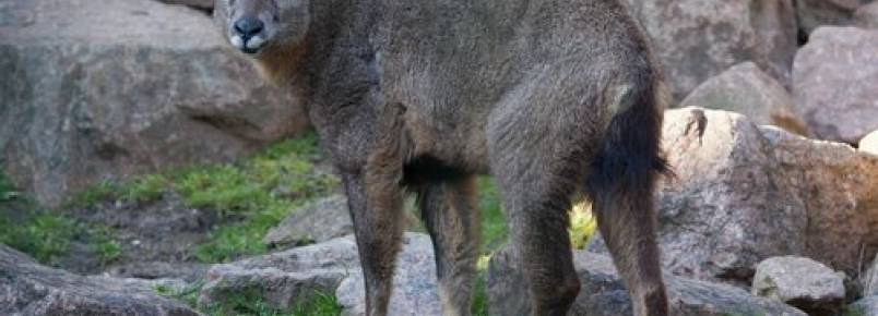 A fauna do Himalaia