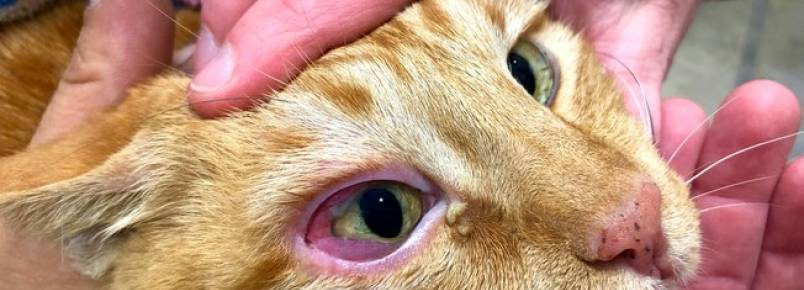 Uvete felina: conhea a doena que afeta os olhos do gato