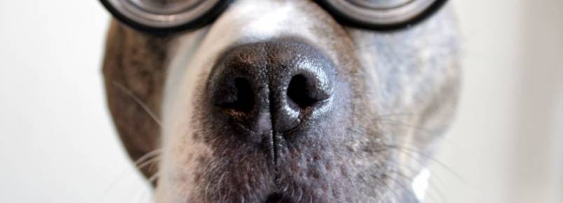 Cães e psicologia também tem tudo a ver: conheça o behaviorismo