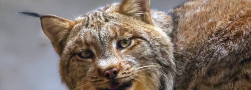 A recuperação do lince ibérico: saiba sobre sua situação