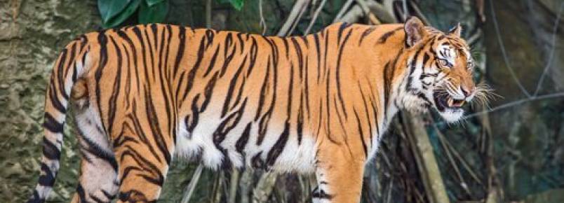 A fauna da Indochina: conheça 5 animais incríveis