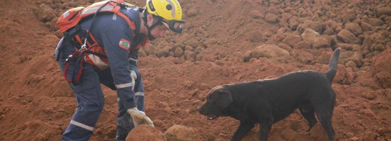 Cães Farejadores: cachorros que se tornam heróis