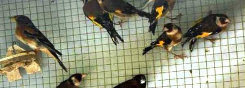 GNR apreende aves em cativeiro ilegal