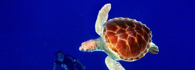 Projeto Tamar disponibiliza cartilha on-line sobre tartarugas marinhas