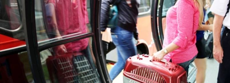 São Paulo aprova lei que permite levar animais em ônibus