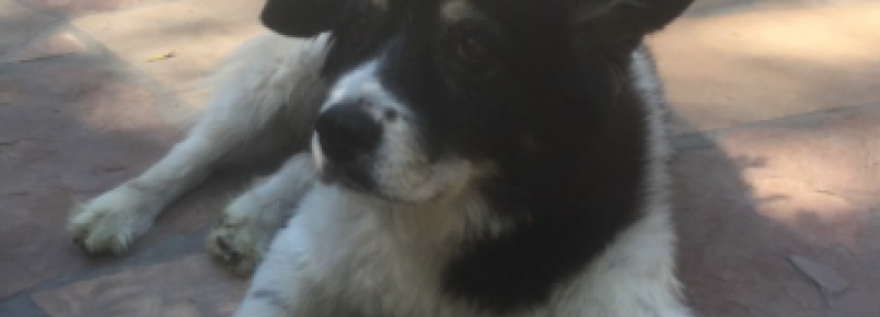 O cão do baixista Flea está velhinho mas faz tudo para proteger seu tutor