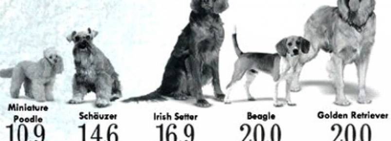 Qual a “idade humana” do seu cão?