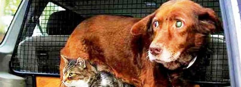 Felino se transforma em “gato-guia” para cão cego e parcialmente surdo