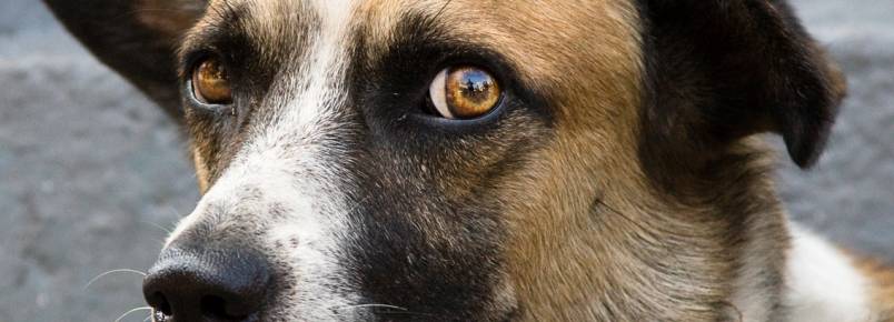 Matadores de animais: assim começa a carreira de um psicopata
