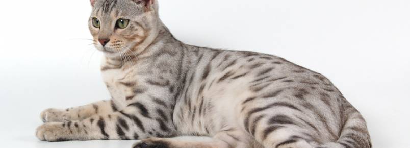 Quais os significados dos miados do seu gato?