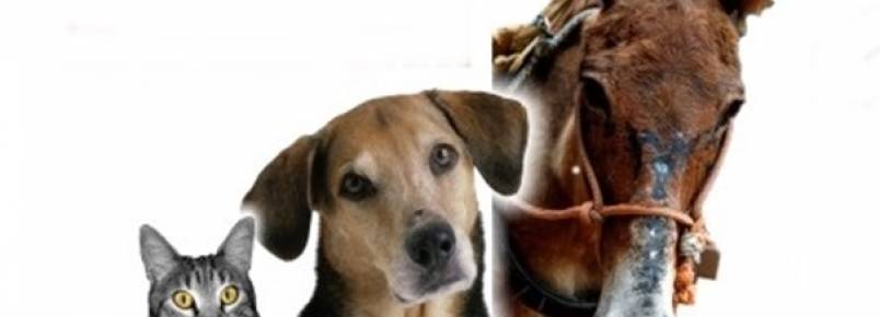 Reunião entre delegado e ativistas discute avanços para a causa animal no município