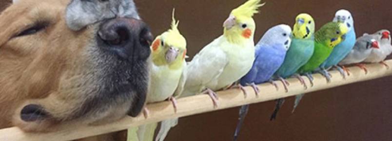 Cães, pássaros e hamsters: conheça uma história de amizade diferente
