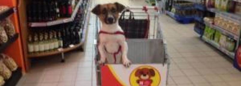 Mercadinho oferece carrinhos especiais para que tutores levem seus cães na hora de fazer compras