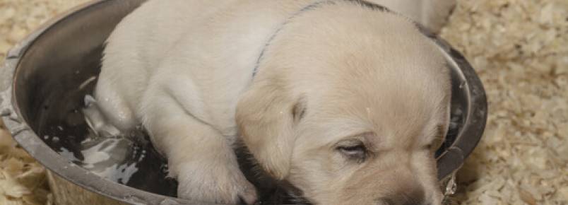 Uma nova vida para dois cães abandonados em contêineres de lixo