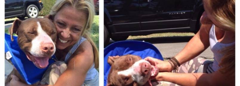 Pit bull abandonado só permite que equipe de resgate se aproxime depois de receber incentivo de amigos felinos
