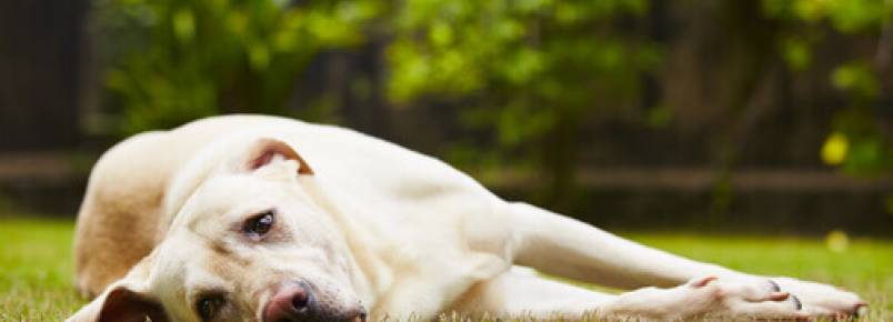 Coisas que estressam os cães