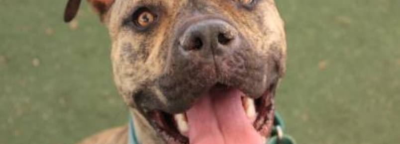 Estudo revela que cães de certas raças demoram mais para serem adotados por causa do preconceito