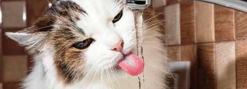Conheça a Síndrome Urológica Felina e os seus sintomas