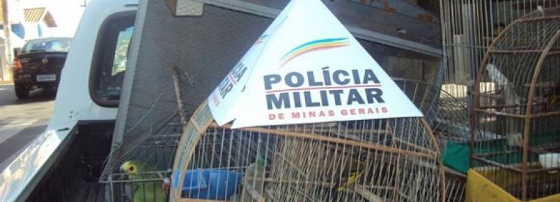 B.O.: 36 pássaros silvestres são apreendidos em Toledo