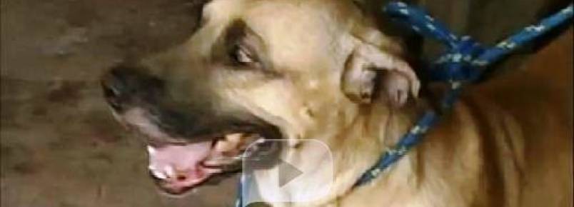 Cão herói salva a tutora de ataque em Castanhal (PA)