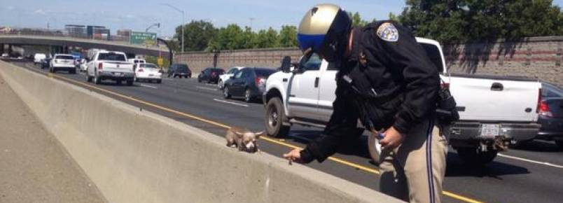 Polícia salva cão abandonado em autoestrada.