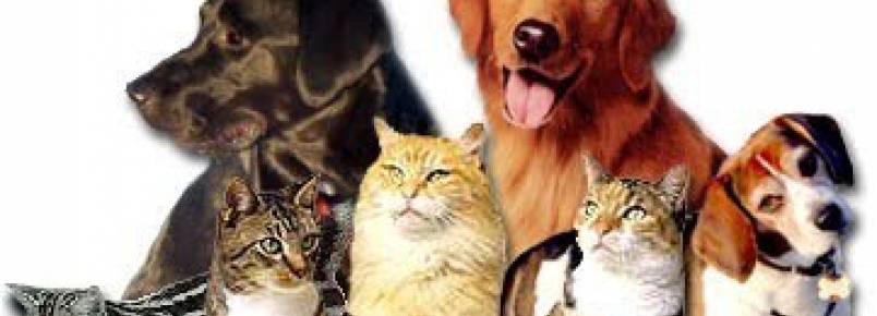 Vereadores de Balneário Piçarras aprovam criação de fundo de proteção para coibir maus tratos a animais