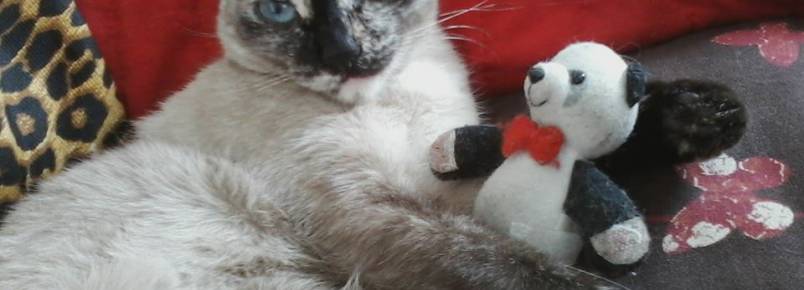 Pudim: Uma gatinha mimadinha que só bebe água nas mãos de sua mamy
