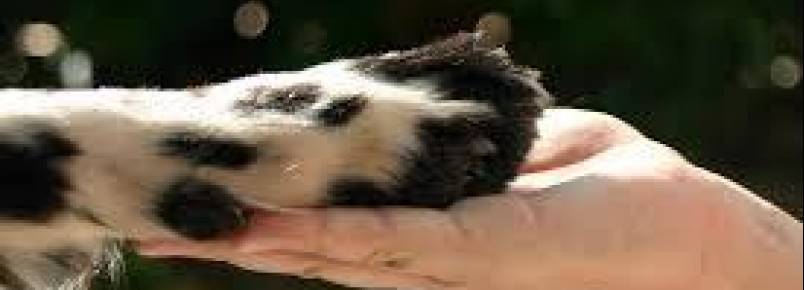 Aprovado o Conselho Municipal de Proteção e defesa dos animais