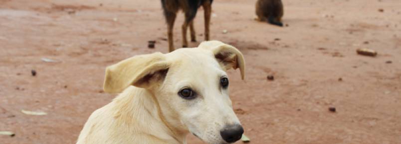 ONG realiza trabalho de conscientização contra maus tratos à animais em Artur Nogueira