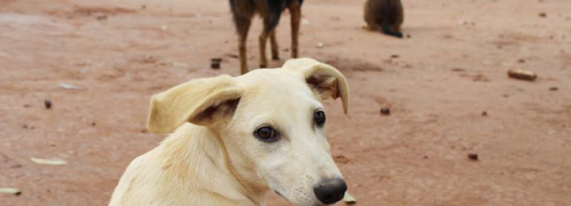 ONG realiza trabalho de conscientizao contra maus tratos  animais em Artur Nogueira