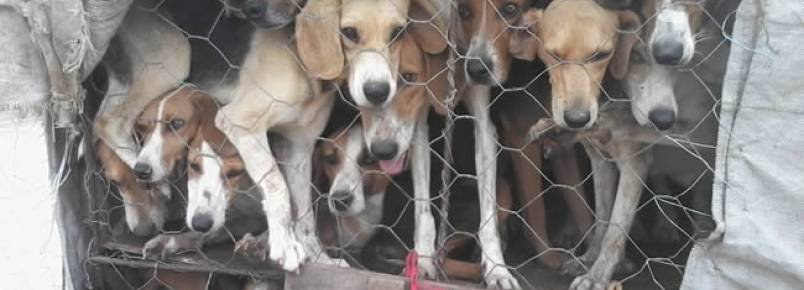 PRF apreende 32 cães que eram transportados em condições de maus tratos