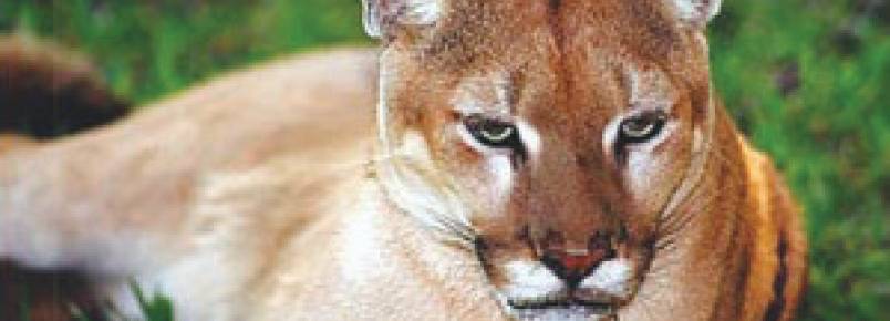 ONG quer criar abrigo de animais silvestres