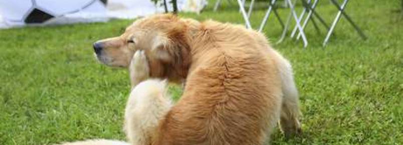 Micose canina: saiba o que é e como tratar
