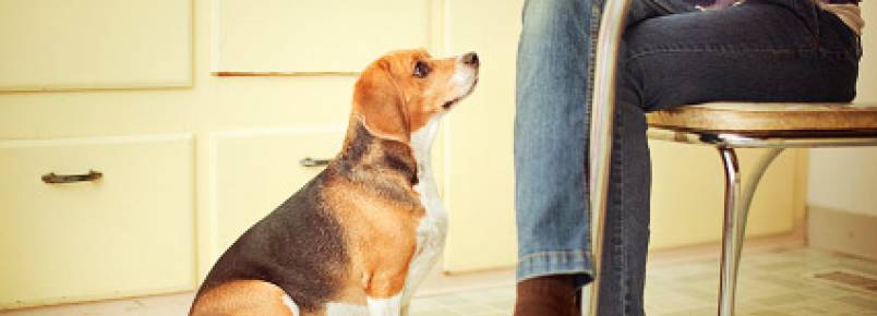 5 Coisas que os cachorros conseguem perceber nos humanos