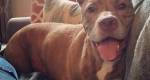 Pit Bull que perdeu duas patas volta a brincar, correr e é finalmente adotado