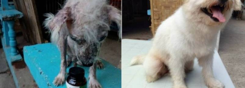 Fotos mostram a incrível recuperação de cão resgatado por abrigo