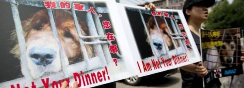 Ativistas querem acabar com Festival de Carne de Cachorro na China