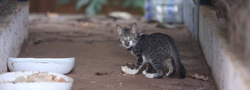 Uberlndia tem cerca de 8 mil gatos de rua, segundo APA