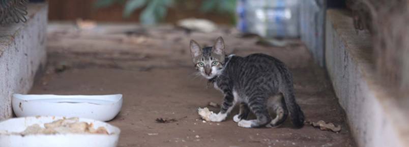 Uberlândia tem cerca de 8 mil gatos de rua, segundo APA