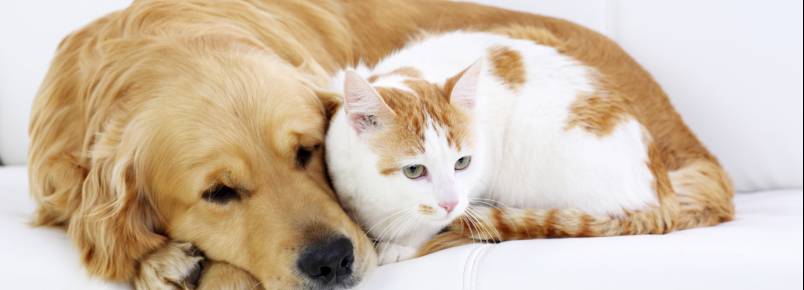 Saiba o que fazer quando seu cão ou gato tem convulsão