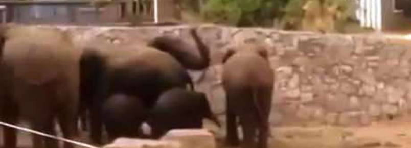 Elefantes protegem filhotes em alerta de ataque em Israel