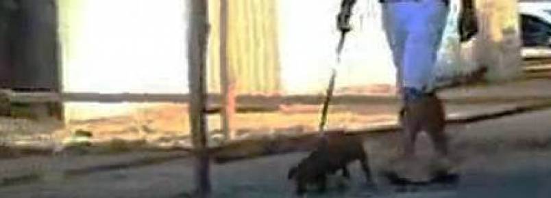Cachorro que fugiu em ônibus é encontrado e volta para o dono