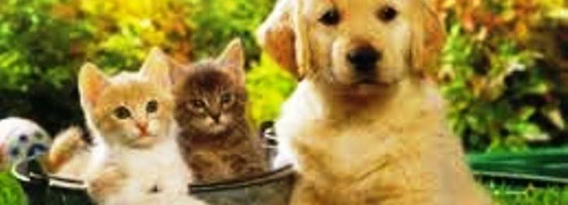 Censo aponta que Ribeirão Preto tem mais de 91 mil animais domésticos