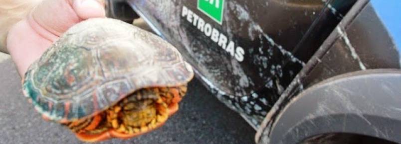 Tartaruga de água doce é resgata por pesquisadores do projeto Biomade
