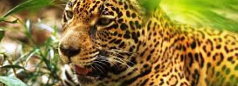 Prefeitura firma parceria com Associação Mata Ciliar para tratamento de animais silvestres