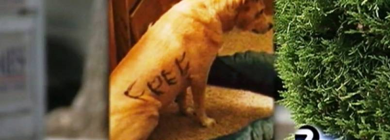 Cachorra  abandonada com a palavra grtis escrita em seu prprio corpo