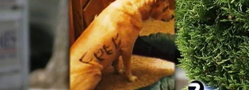 Cachorra é abandonada com a palavra “grátis” escrita em seu próprio corpo