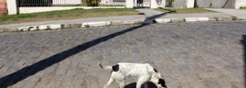 Pedido on-line requer um órgão público responsável por animais