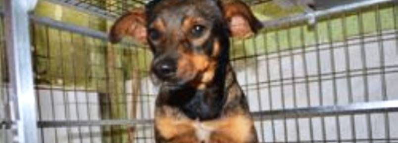 “O Melhor Amigo do Homem” recolhe cão abandonado